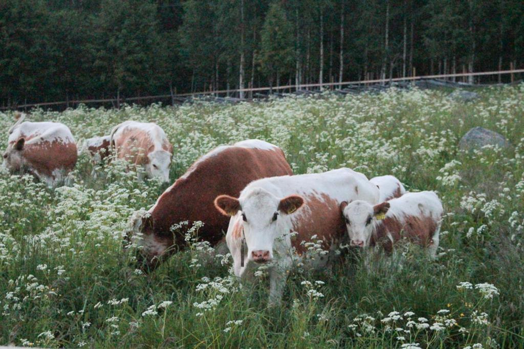 Kolin Keidas Kolinkylä Exterior foto